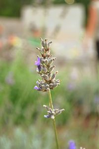 Close-up of purple flowers