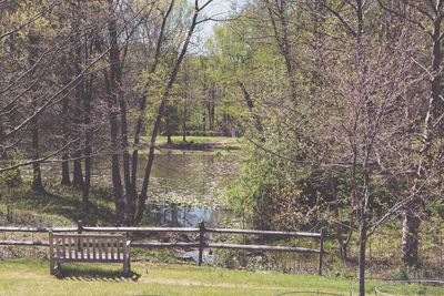 Trees growing on landscape