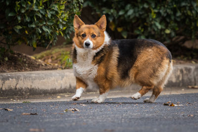 Portrait of dog on road