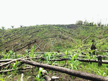 Scenic view of agricultural field against clear sky