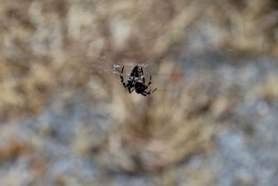 Close-up of spider on web