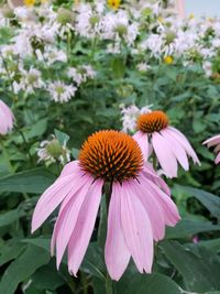 Close-up of purple coneflower