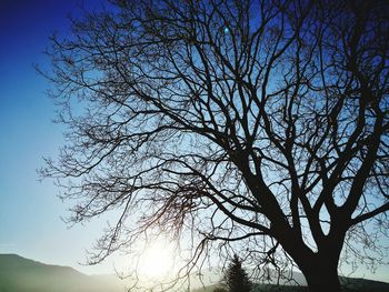 Low angle view of silhouette tree against sky