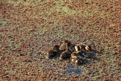 High angle view of birds on field