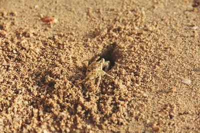 Close-up of crab on sand