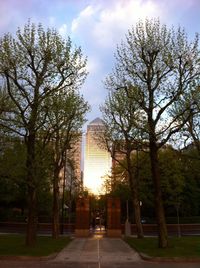 Sun shining through trees