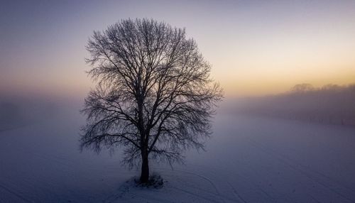 Bare tree on snow covered landscape during sunset