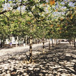 Trees growing in park