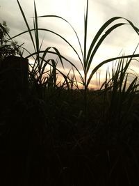 Close-up of silhouette grass against sky