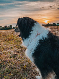 Border collie in a field during the sunset