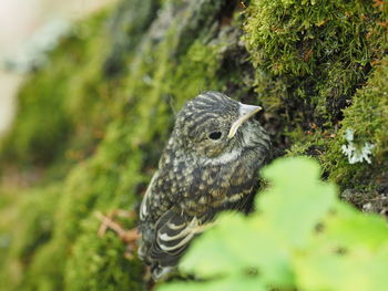 Close-up of bird perching on a tree