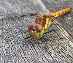 Close-up of insect on wood