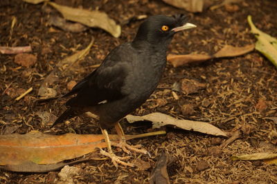 High angle view of bird on land