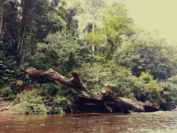 Scenic view of lake in forest