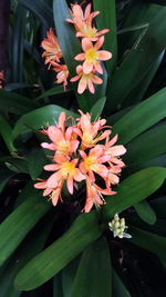 High angle view of flowering plant