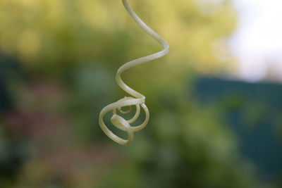 Close-up of tendril