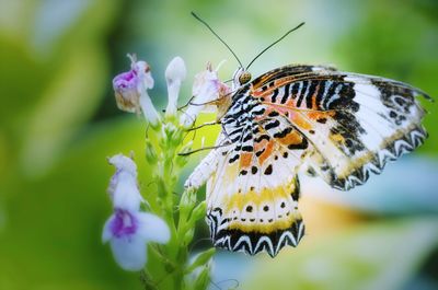 Close-up of butterfly pollinating on purple flower