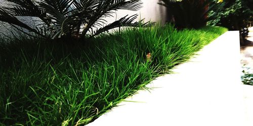 Close-up of palm tree in park