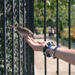 Close-up of hand holding bird against blurred background