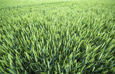 Full frame shot of wheat field