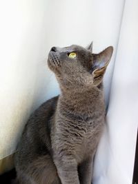 Close-up of shorthair cat looking up against white wall