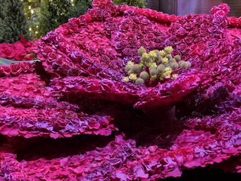 High angle view of pink flowering plant