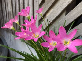 Close-up of pink flowering plants