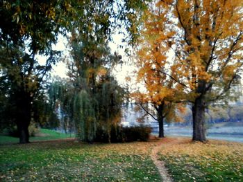 Trees on field during autumn