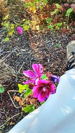 Close-up of pink flowers