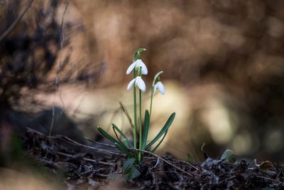Selective focus on snowdrops blooming on field