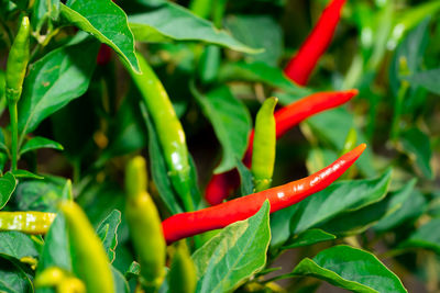 Close-up of red chili peppers on plant