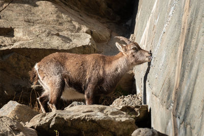 Close-up of deer