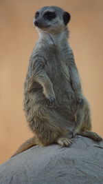 Close-up of monkey sitting outdoors