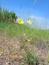 Close-up of yellow flowering plant on land