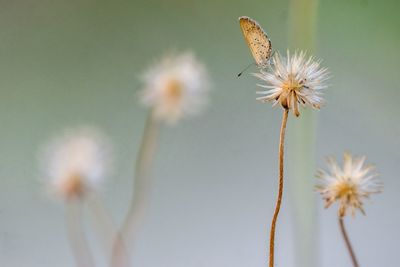 Close-up of white flowering plant