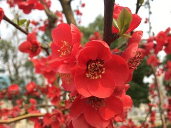 Close-up of fresh red flowers