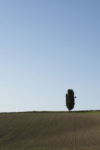 Tree on field against clear sky