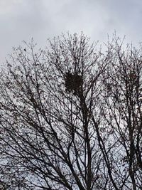 Low angle view of bare tree against sky