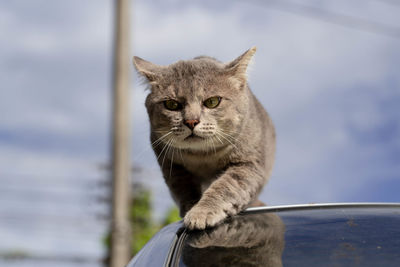 Portrait of a cat