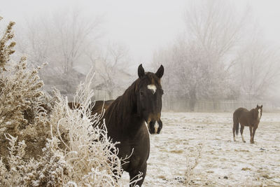 Horse standing in a snowy pasture on a cold, foggy, winter morning. 