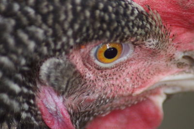 Close-up portrait of owl