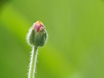 Close-up of flower bud