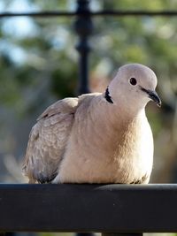 Close-up of bird perching on branch