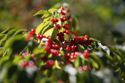 Close-up of berries growing on tree