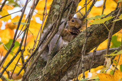 Close-up of squirrel on tree