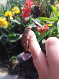 Close-up of cropped hand holding plant