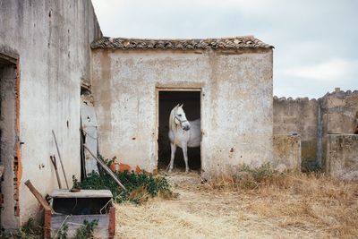 View of horse in front of built structure
