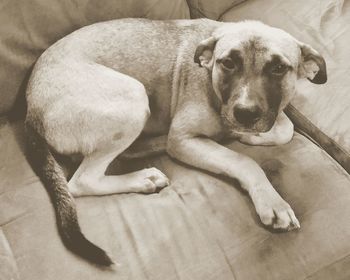 Portrait of dog relaxing at home