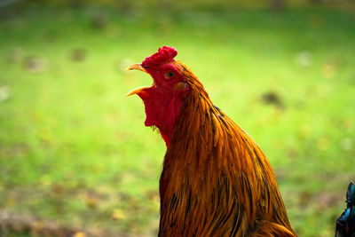 Close-up of rooster