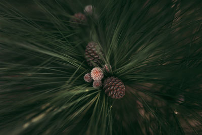 Close-up of flower growing on plant